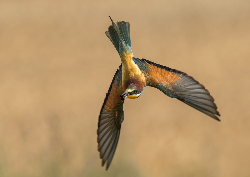 Photograph by Dariusz Dryl