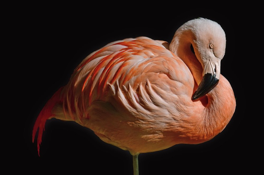 Pink Flamingo in the dark