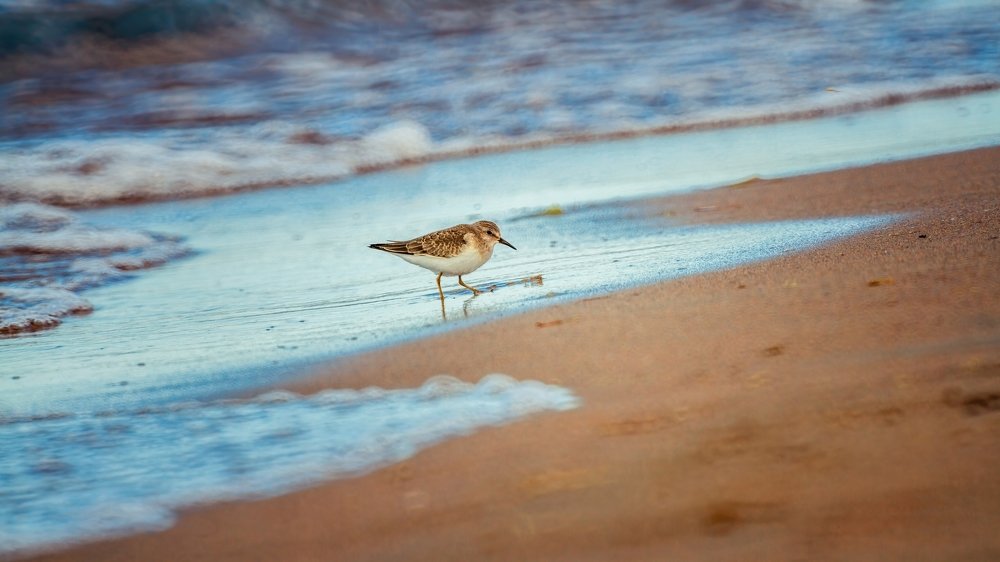 Кулик на охоте