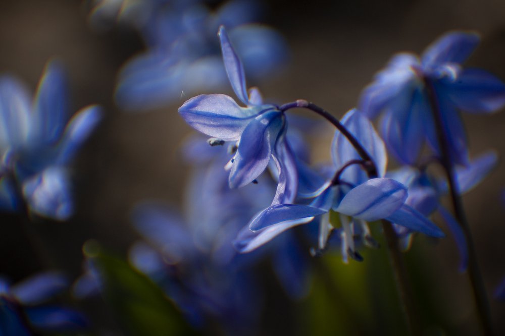 Photograph by Любовь Нефедова