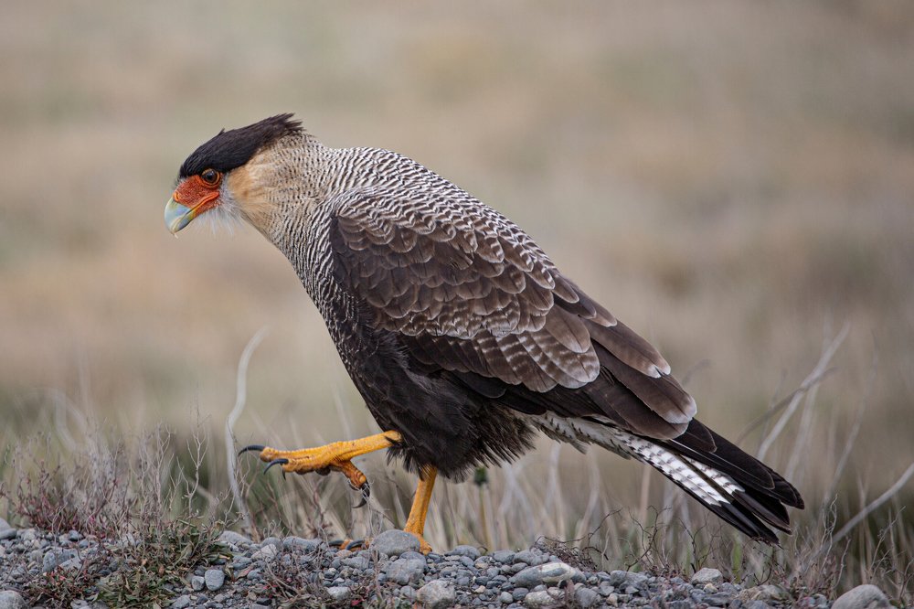 Photograph by Lili Rozet