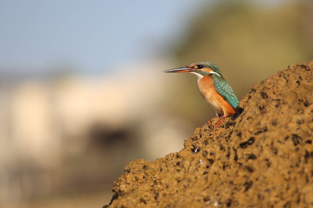 Photograph by Lili Rozet