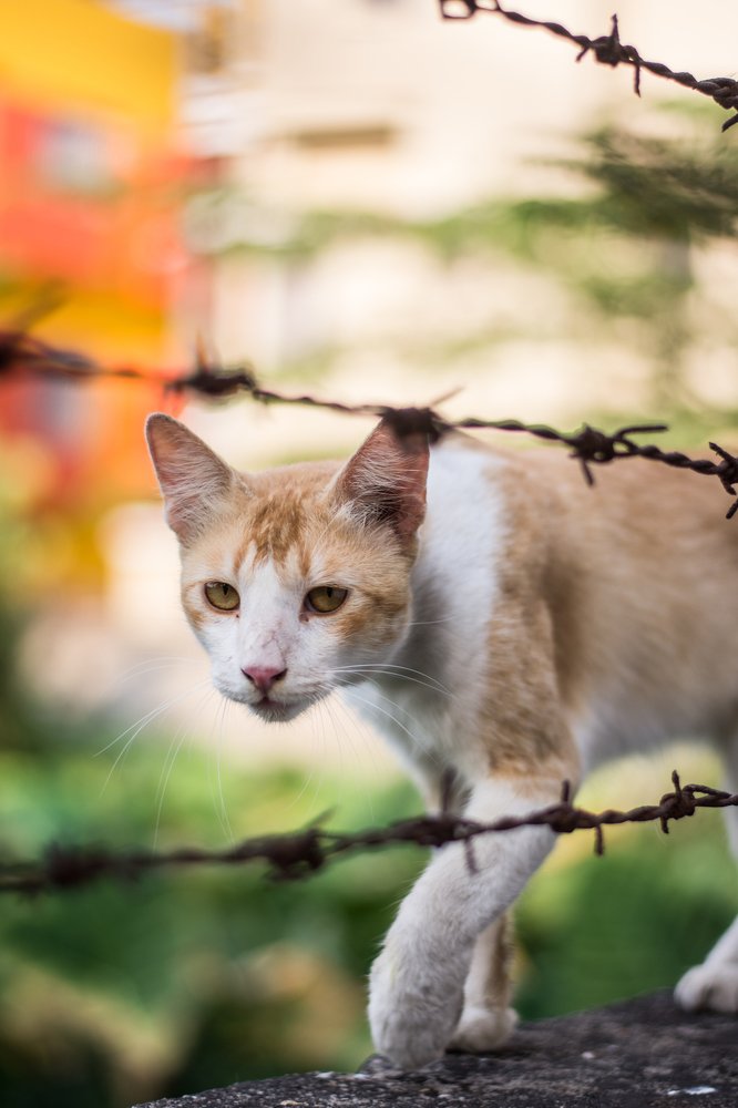 Photograph by SUPRATIK Banik