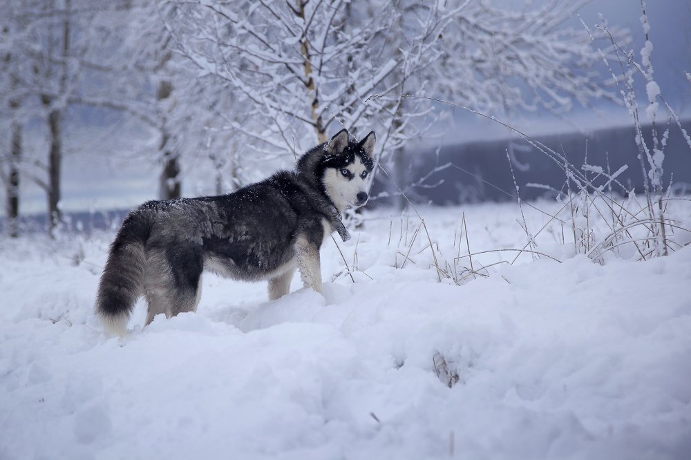 Photograph by Любовь Нефедова