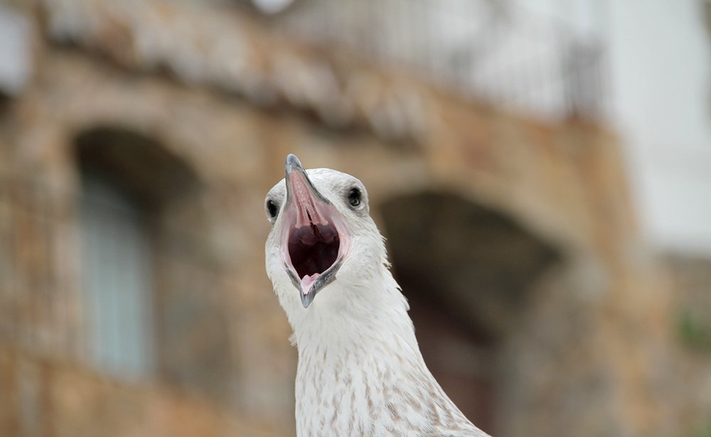 Photograph by Dzianis Mizhui