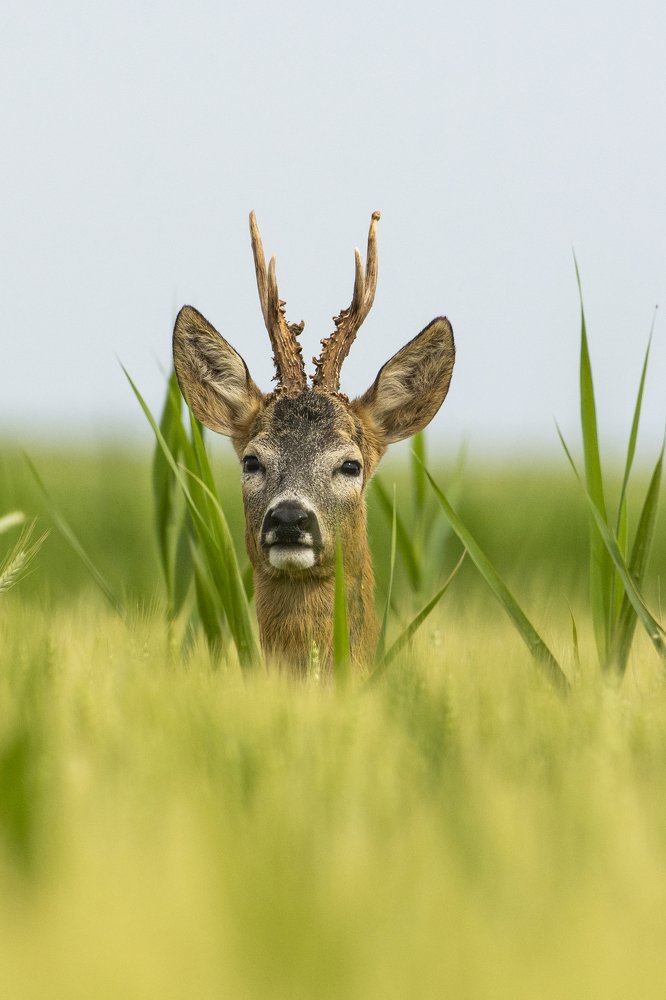 Photograph by Predrag Kostin