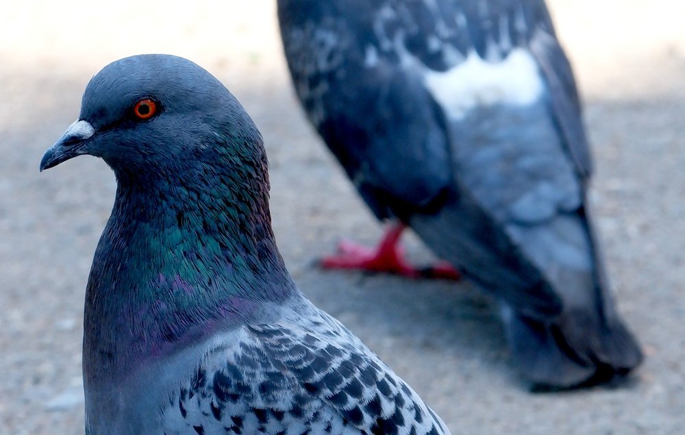 Photograph by Диана Арье