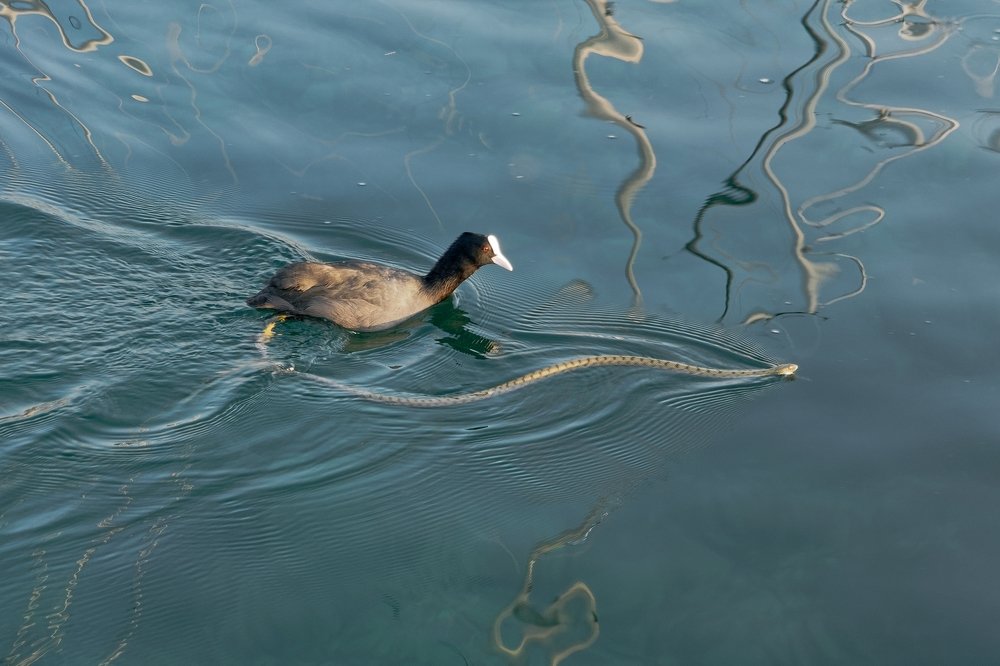 The coot and the snake in Leman water