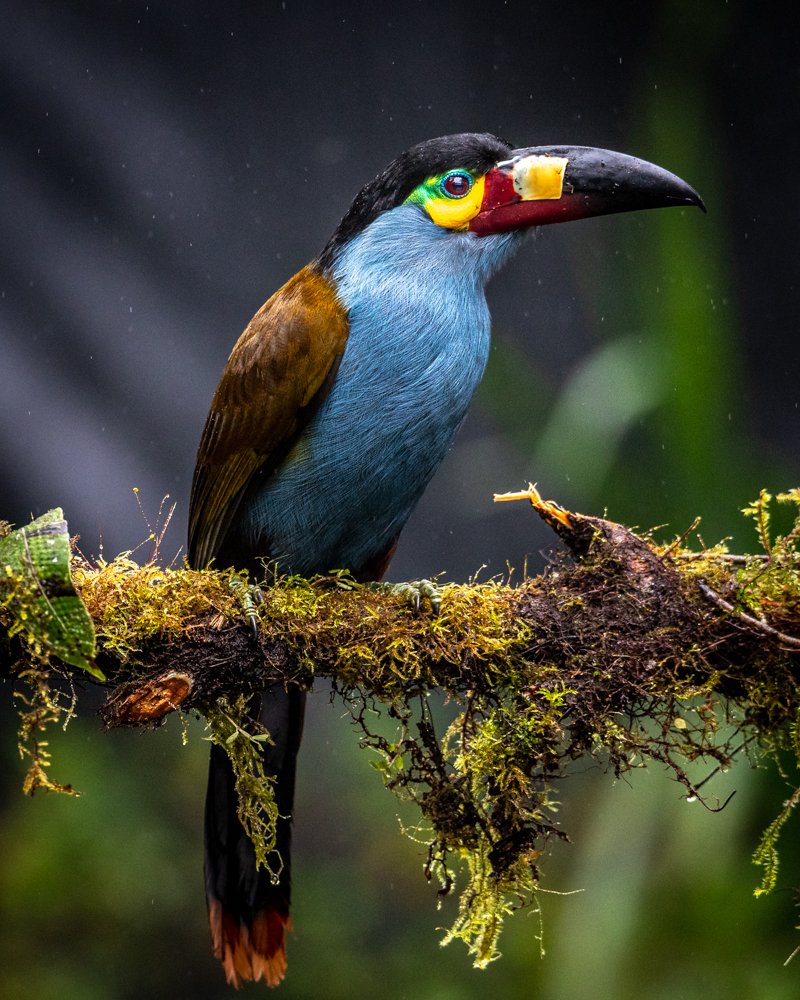 Plate-billed Mountain toucan