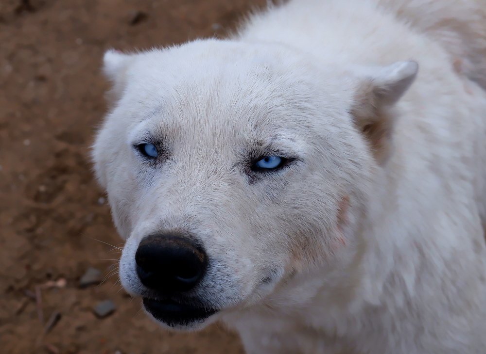 Photograph by Диана Арье