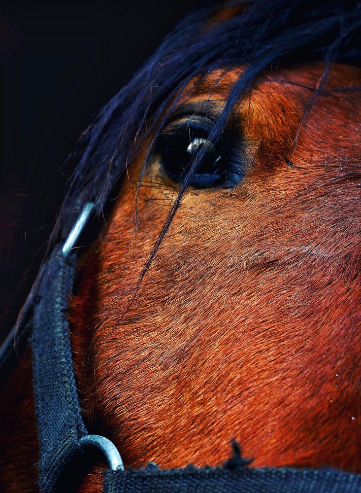 Photograph by Диана Арье