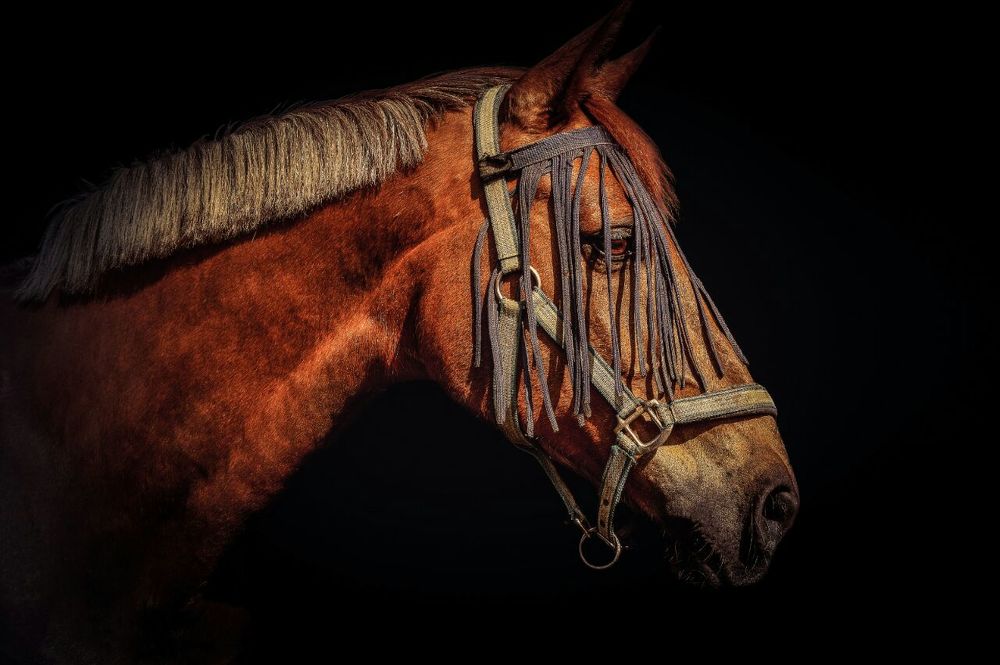 Фотография автора Mansoor Heydaryan