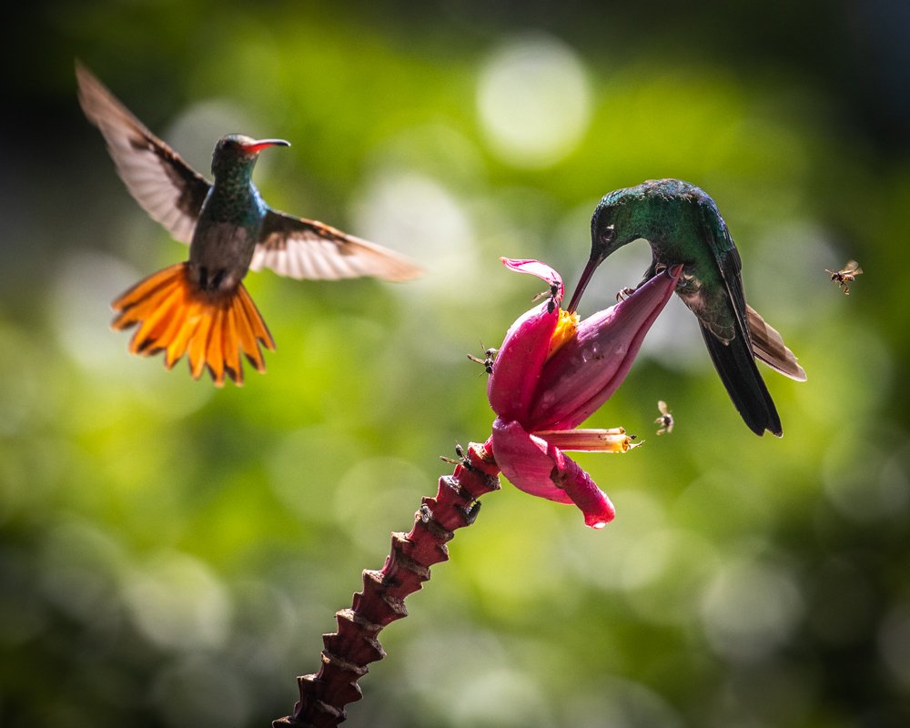 Hummingbirds and bee