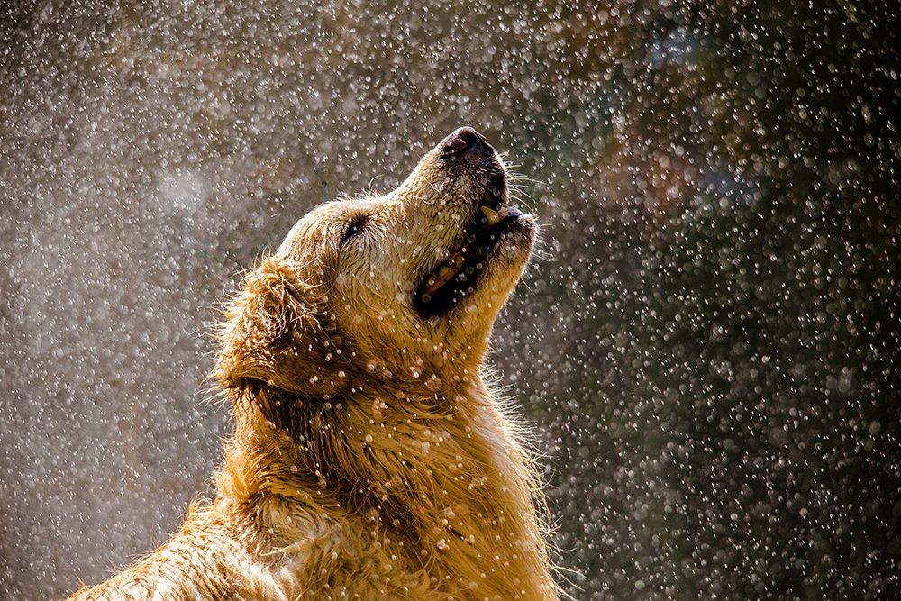 Photograph by Ricardo Q T Rodrigues