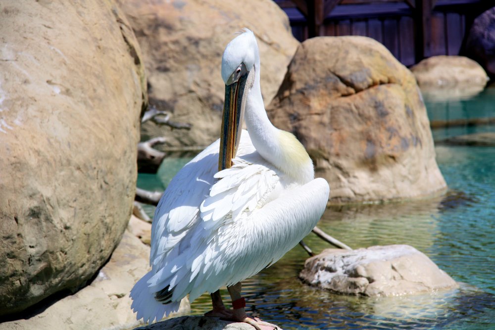 Pelícano haciendo su higiene