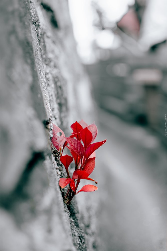 Photograph by Sainte-Marie Jean Nathaniel
