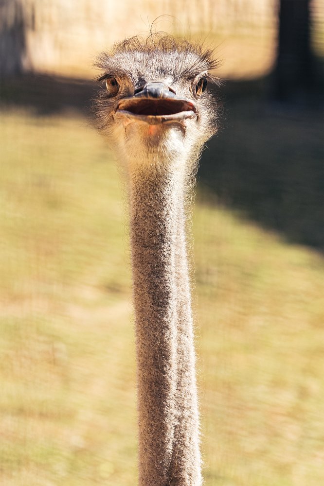 The curious case of an ostrich