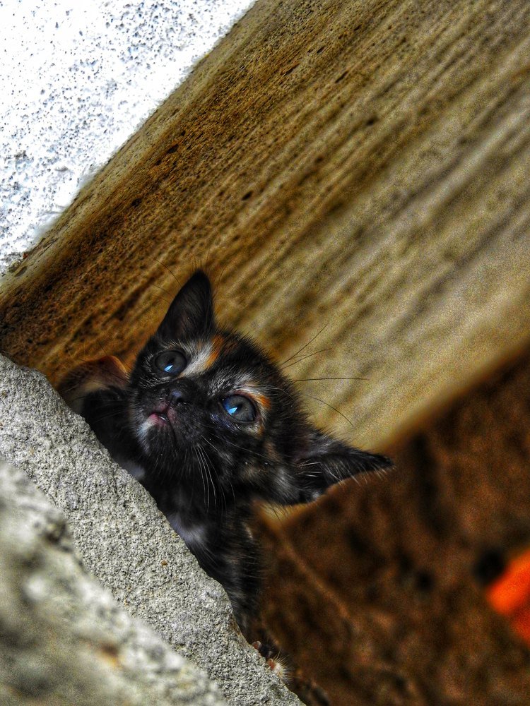 Фотография автора Suba Kumaresan