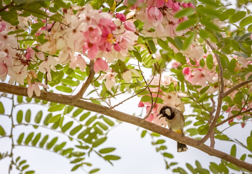 Who's more beautiful