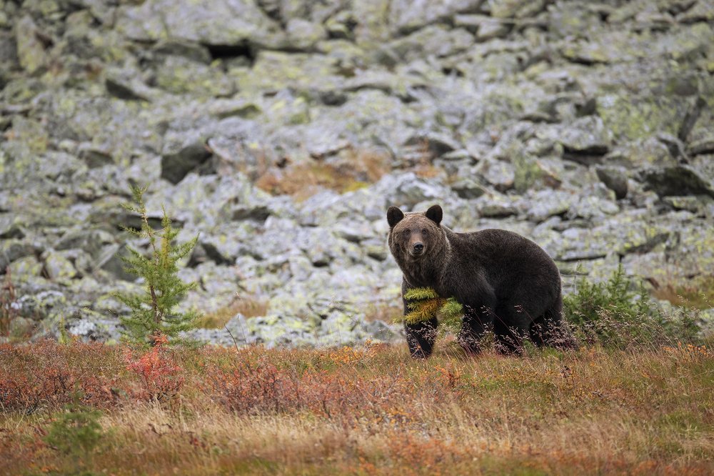 Неожиданная встреча