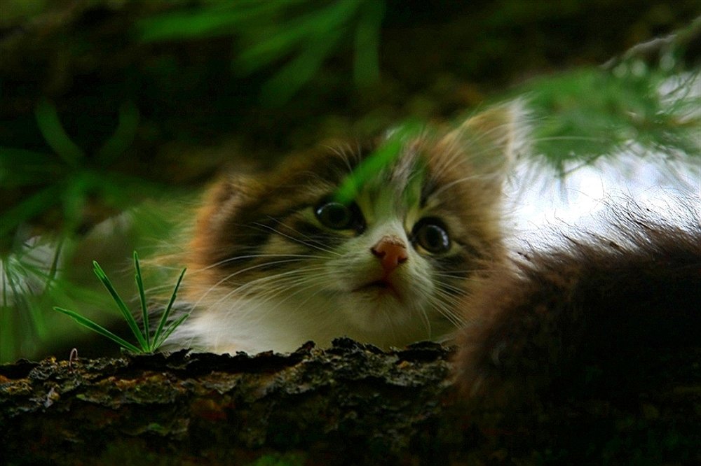 Любознательность...