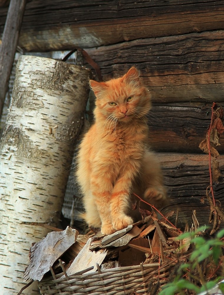 Photograph by Николай Шумилов