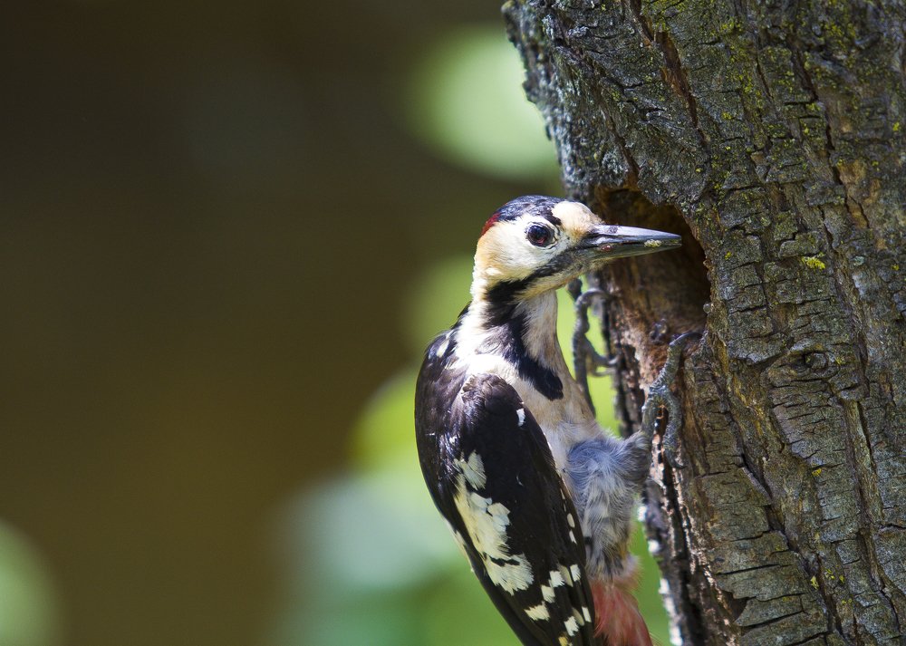 Photograph by Mihai Romeo Bogdan