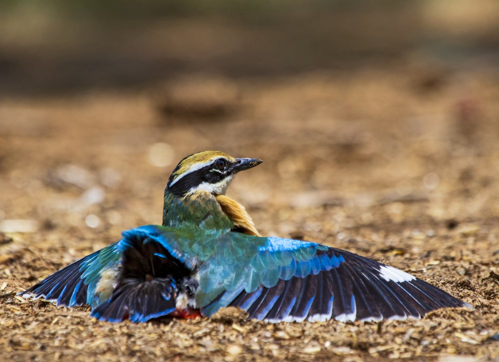 Фотография автора hitesh chawla