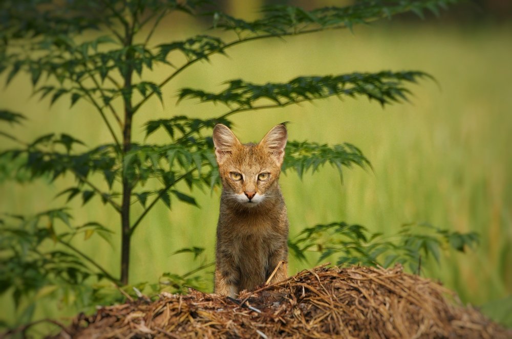 Backyard wilderness photography