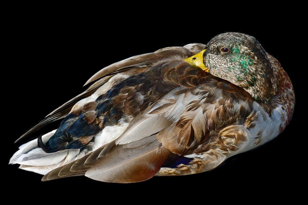 Фотография автора Anne Moginier