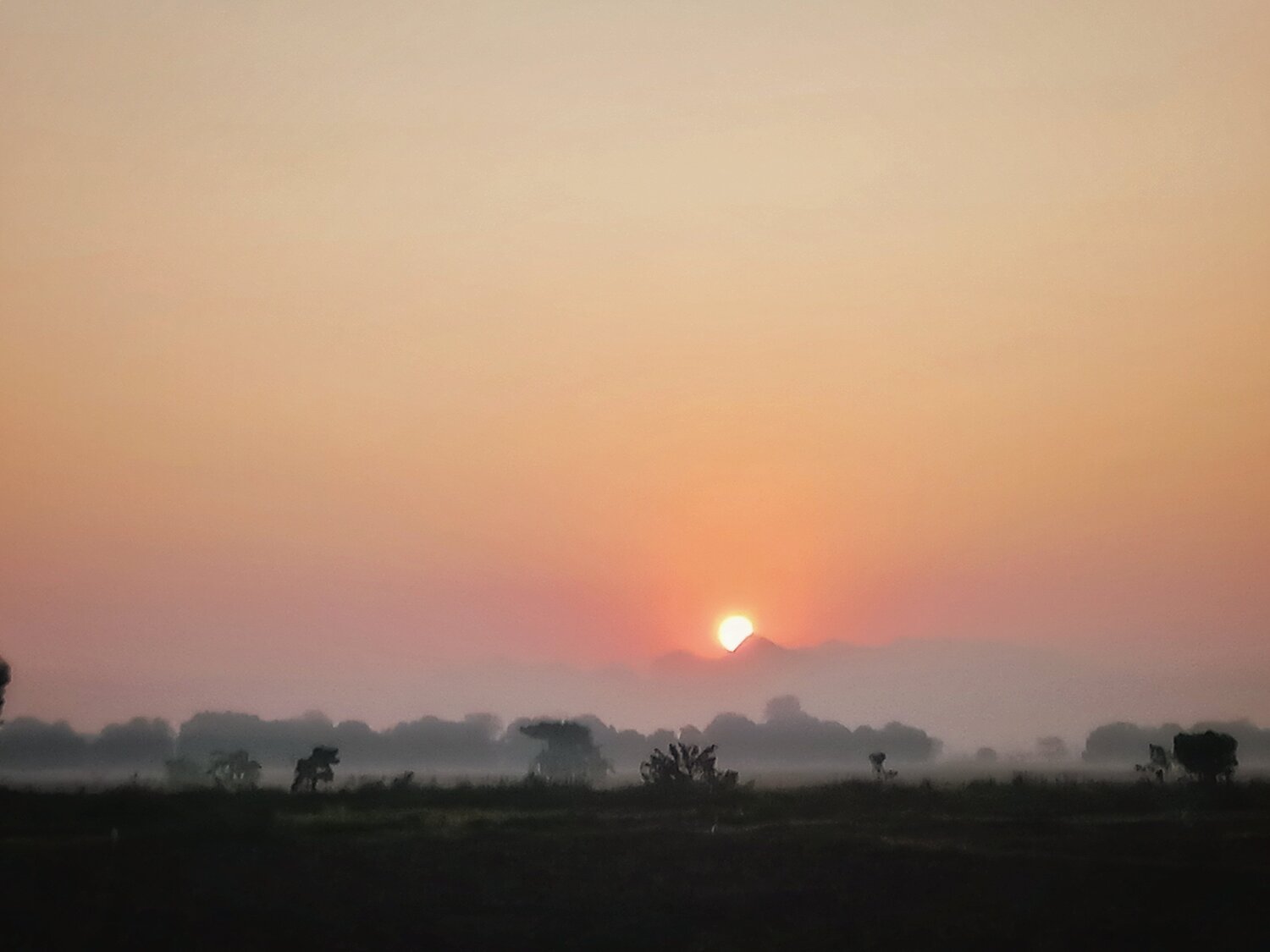 Photo #5010423