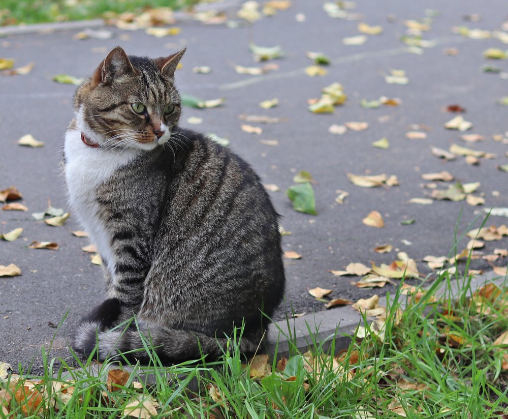 Сеня на прогулке