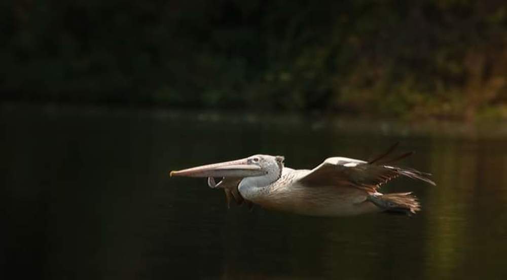 Photograph by bhaskar burman