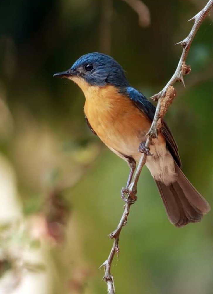 Photograph by bhaskar burman