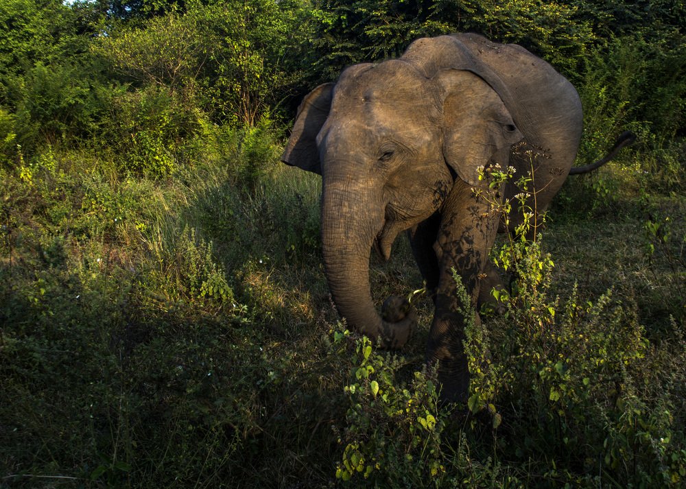 Photograph by Mahesh Pinnaduwage