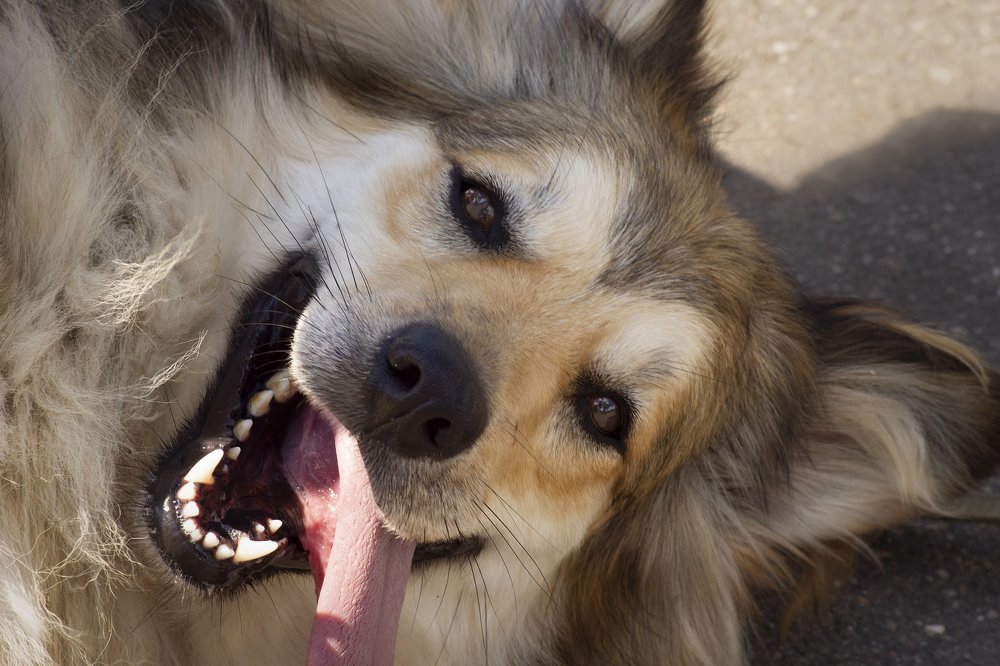 Собака-улыбака