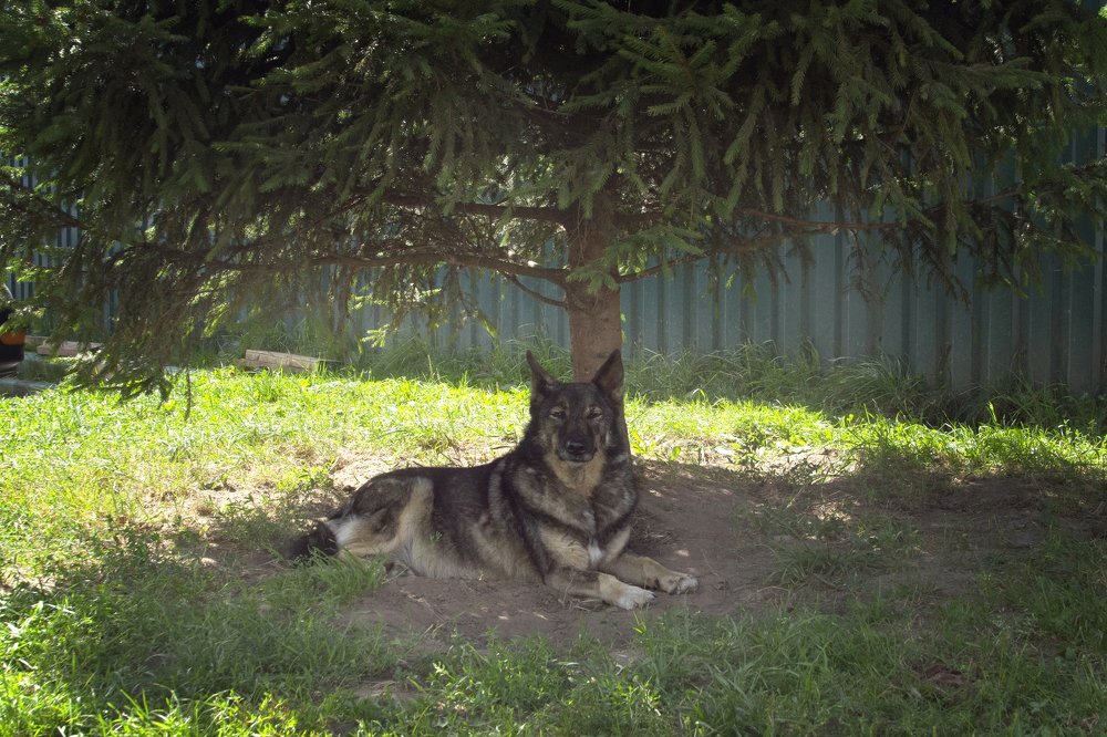 Я под елочкой лежууу