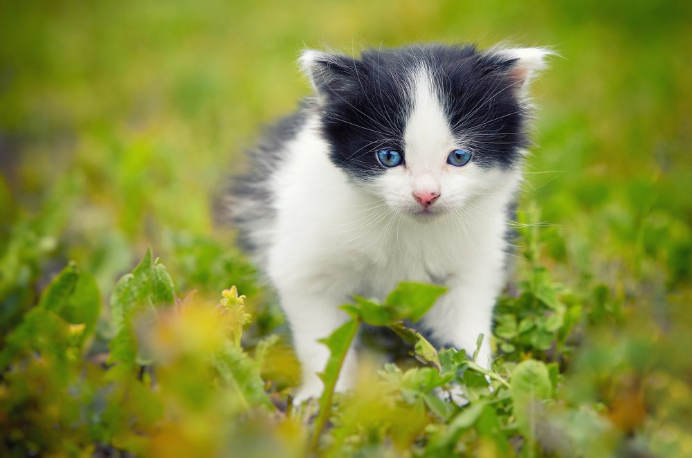 Photograph by Mihai Romeo Bogdan