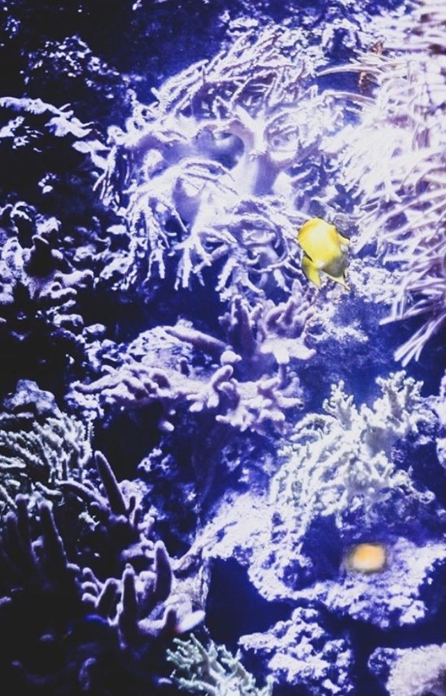 Фотография автора Елизавета Иваськевич