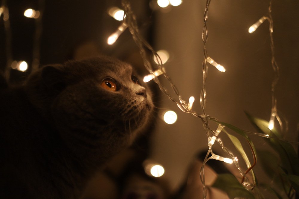 Фотография автора Елизавета Иваськевич