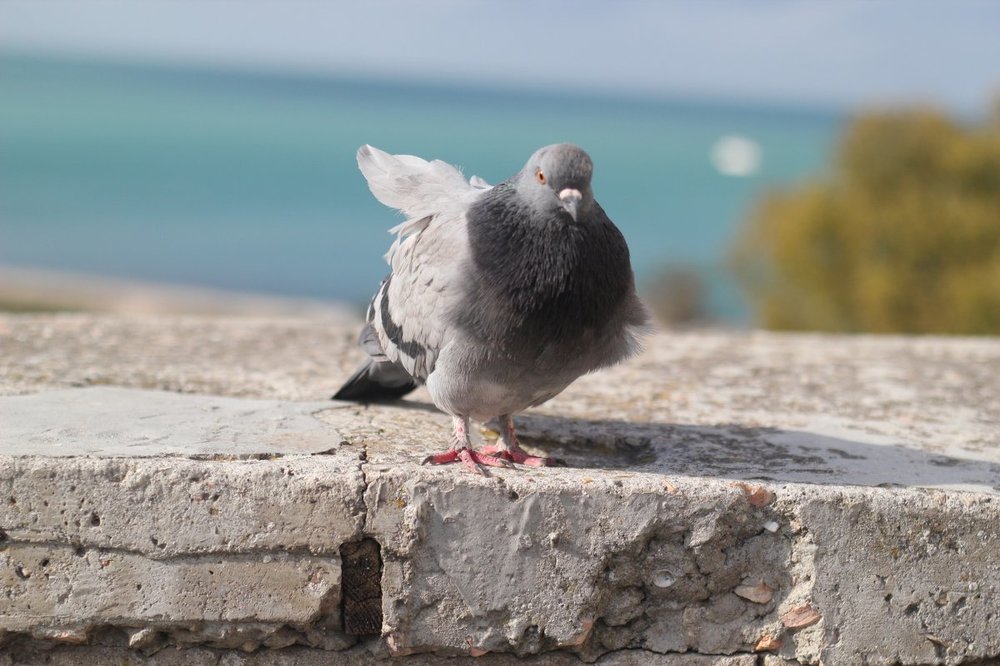 Фотография автора Елизавета Иваськевич