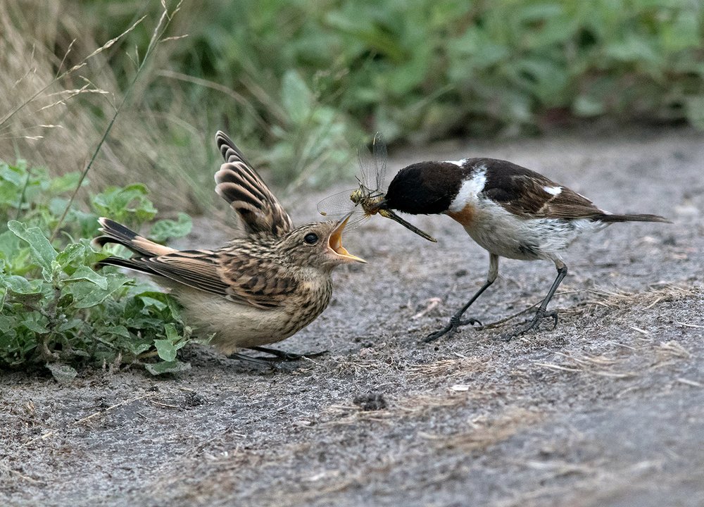 Папин подарок