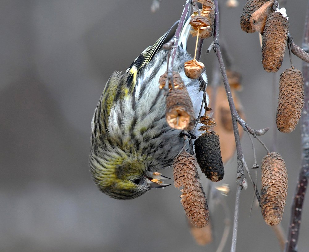 Вкусная семечка
