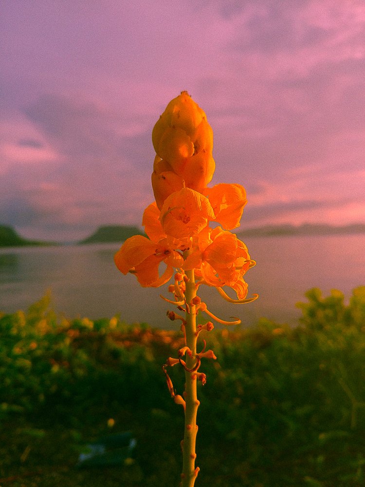 Photo #5011324