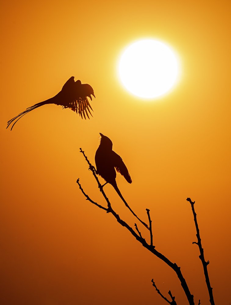 Photograph by André Inidio