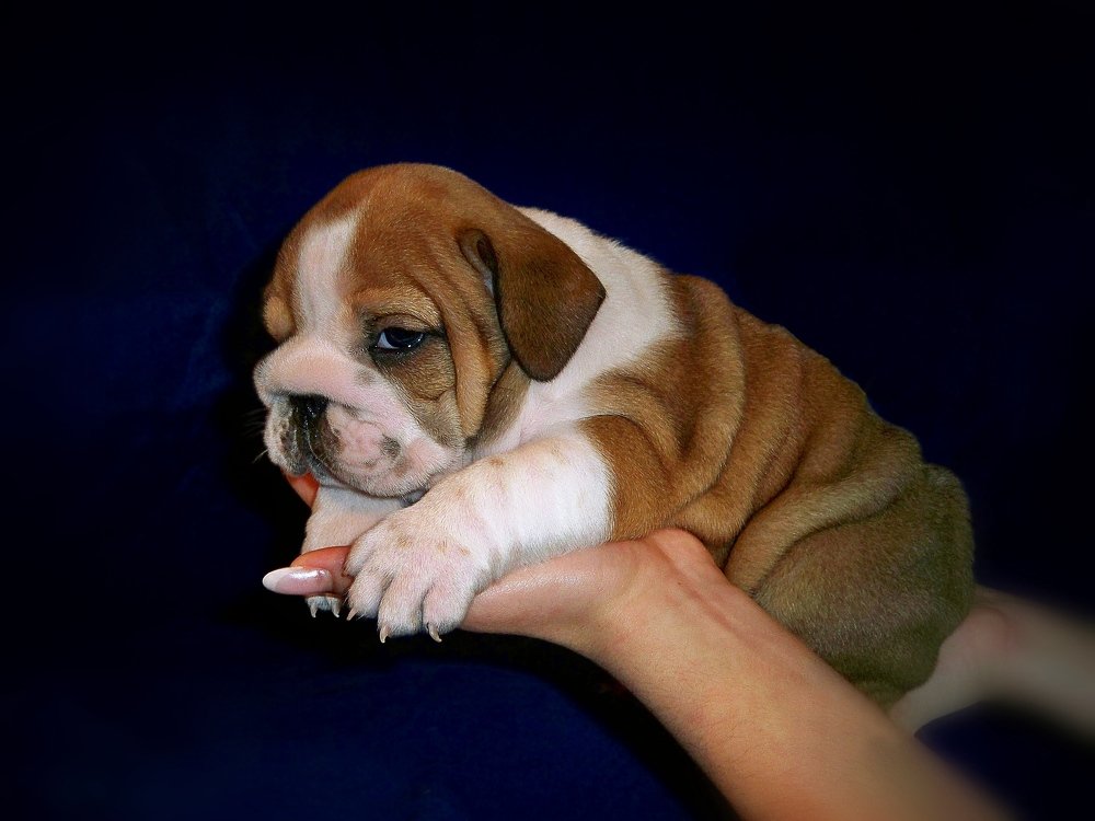 Фотография автора Роман Савоцкий