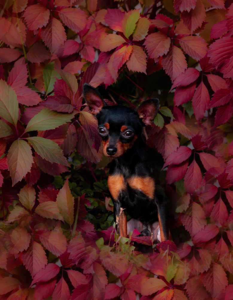 Photograph by Антонина Копытина