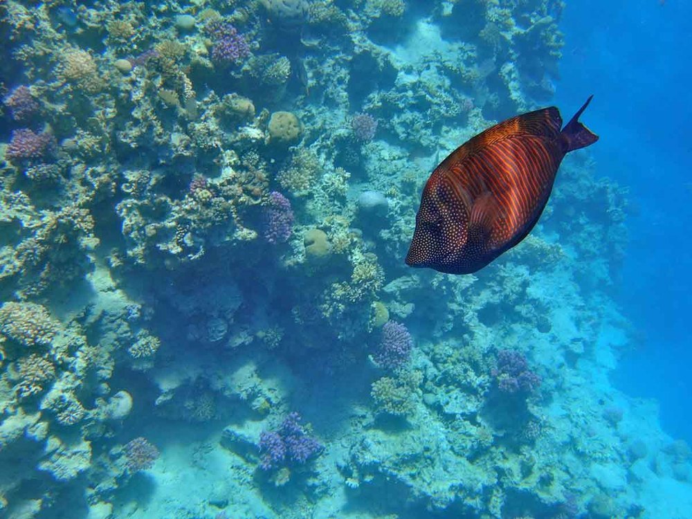 Photograph by Игорь Пшеничников