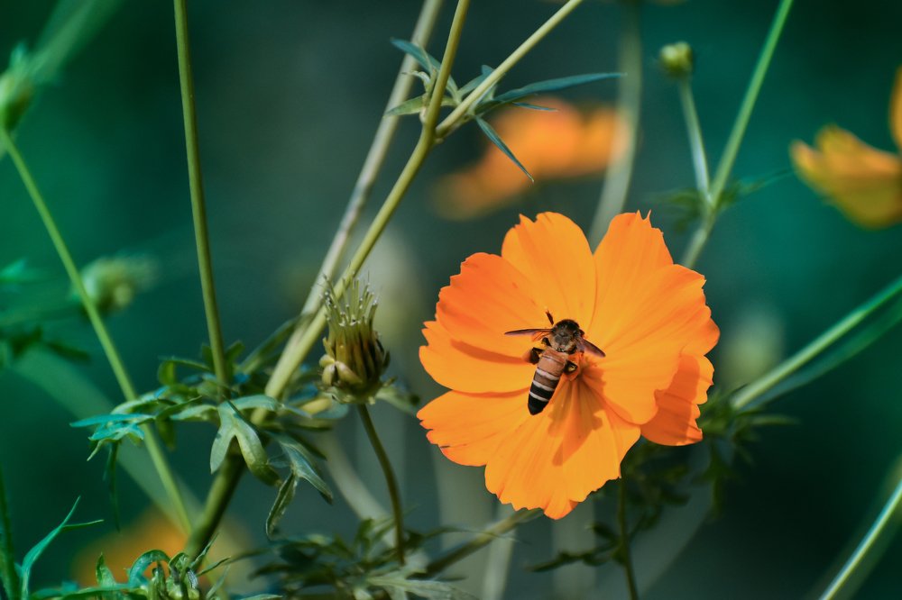 Photograph by Subhadip Kanjilal