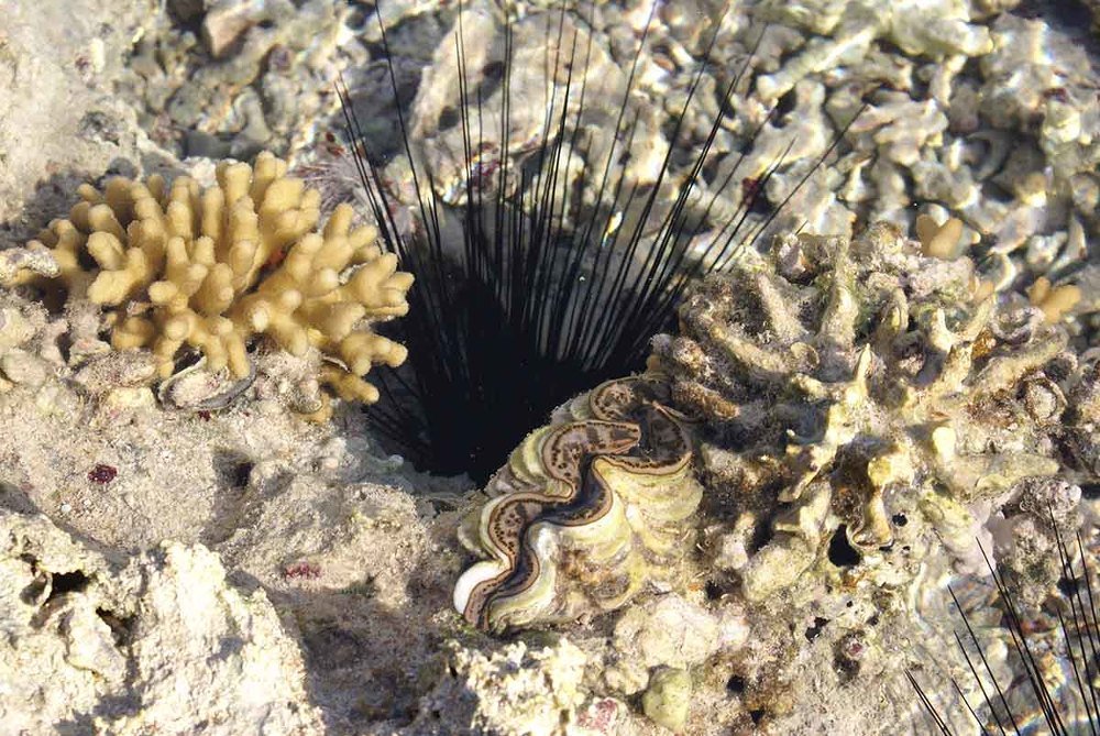 Photograph by Игорь Пшеничников